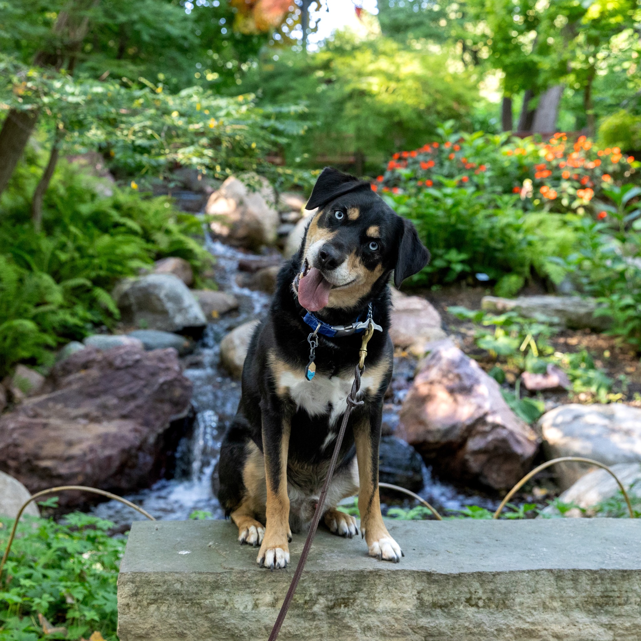 Lauritzen Gardens Facebook ad: Leashes at Lauritzen is BACK at Lauritzen Gardens!