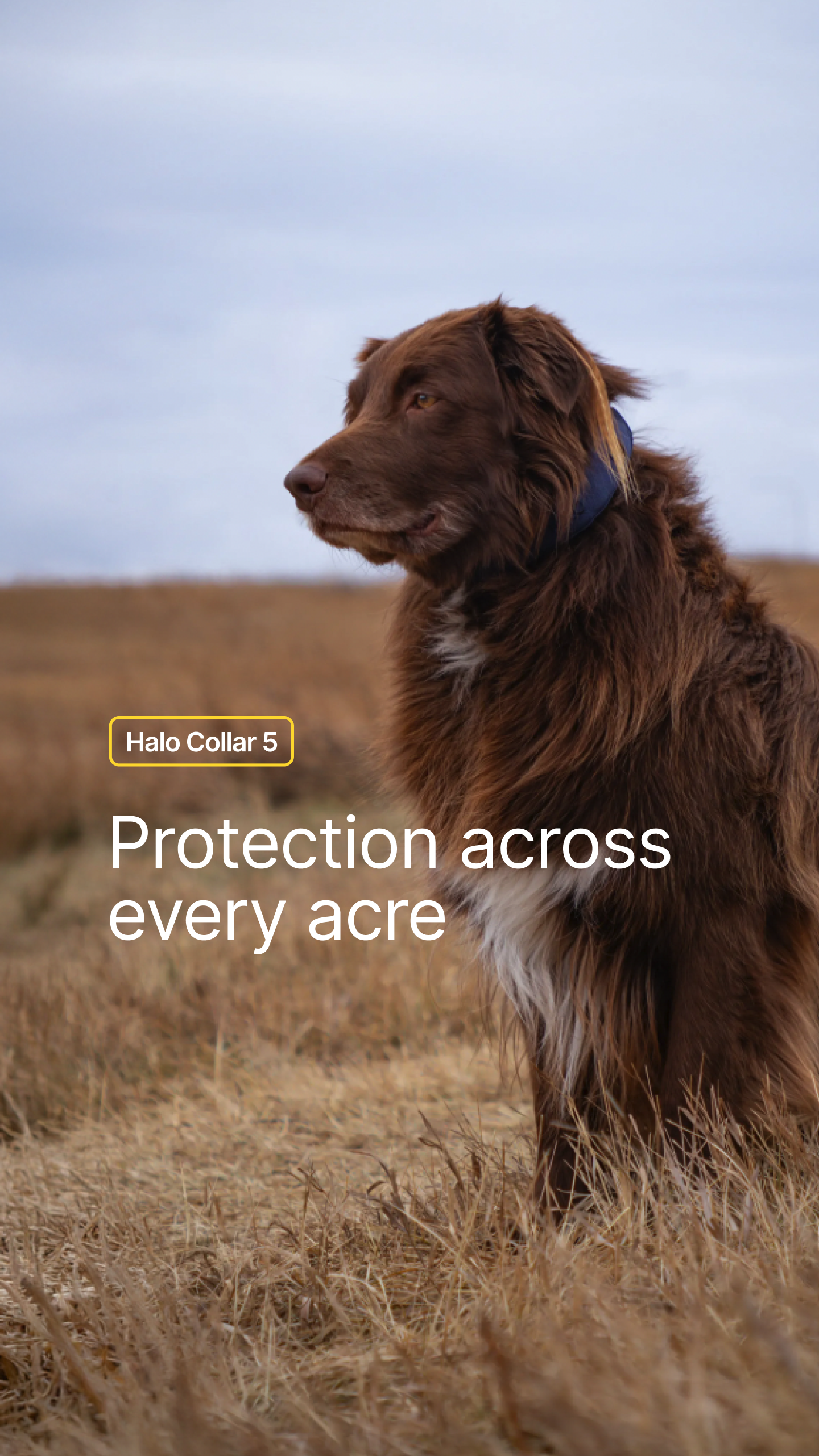 Halo Collar Facebook ad