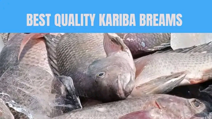 GREAT kariba fish company Facebook ad