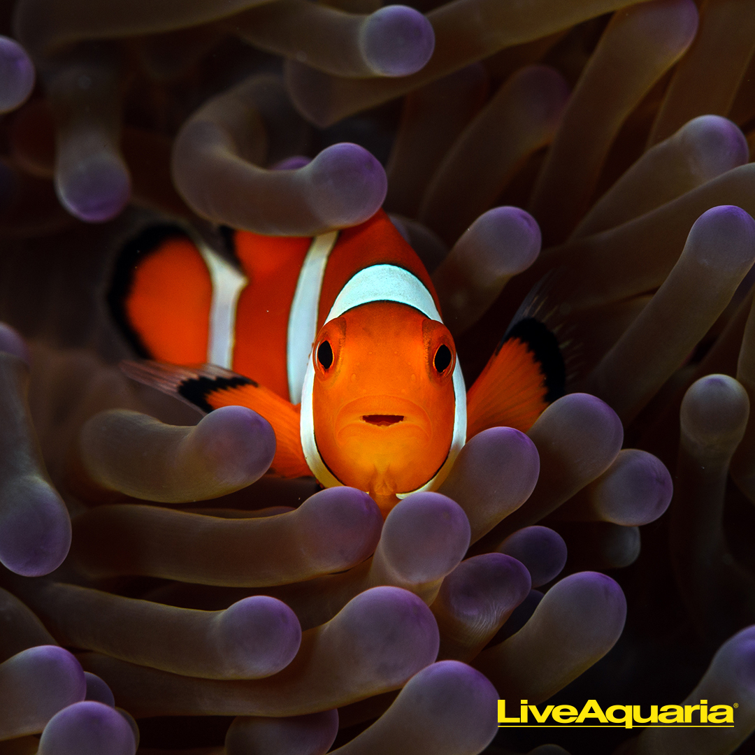LiveAquaria.com Facebook ad