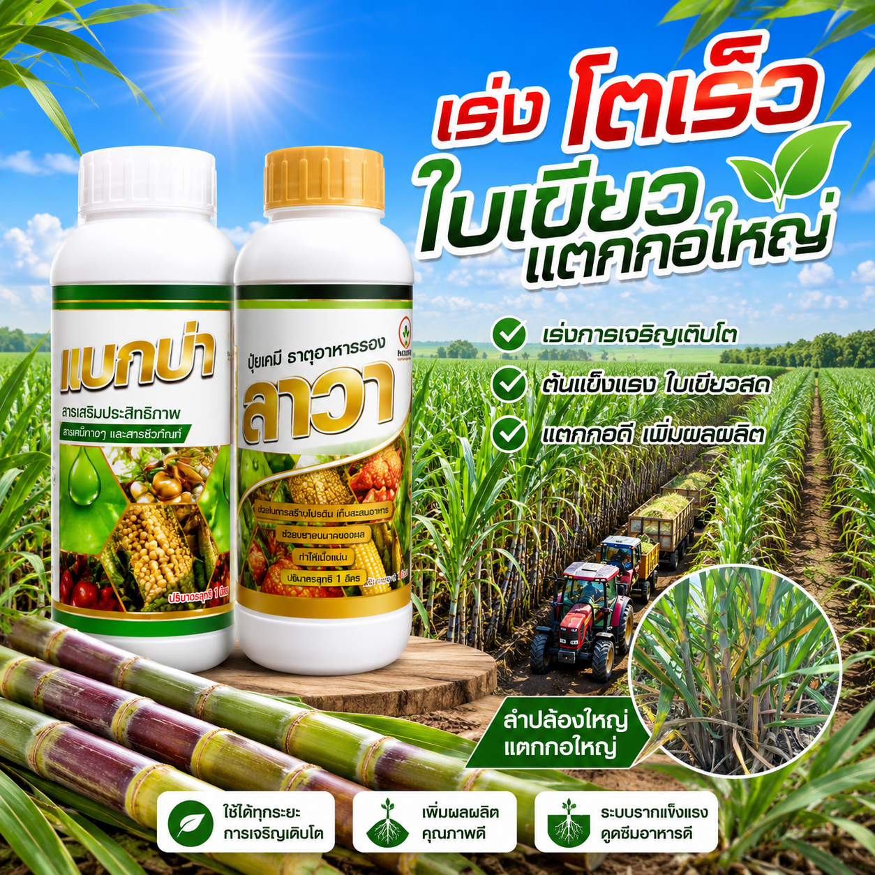 แมกม่าและลาวา สินค้าเกษตร 095 4428383 Facebook ad: อ้อยลำใหญ่ ปล้องยาว เพิ่มค่าน้ำตาล
