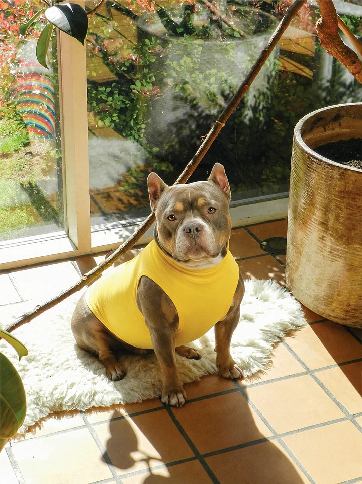 Pawllaofficial Facebook ad: Cooling Vest UPF 50+