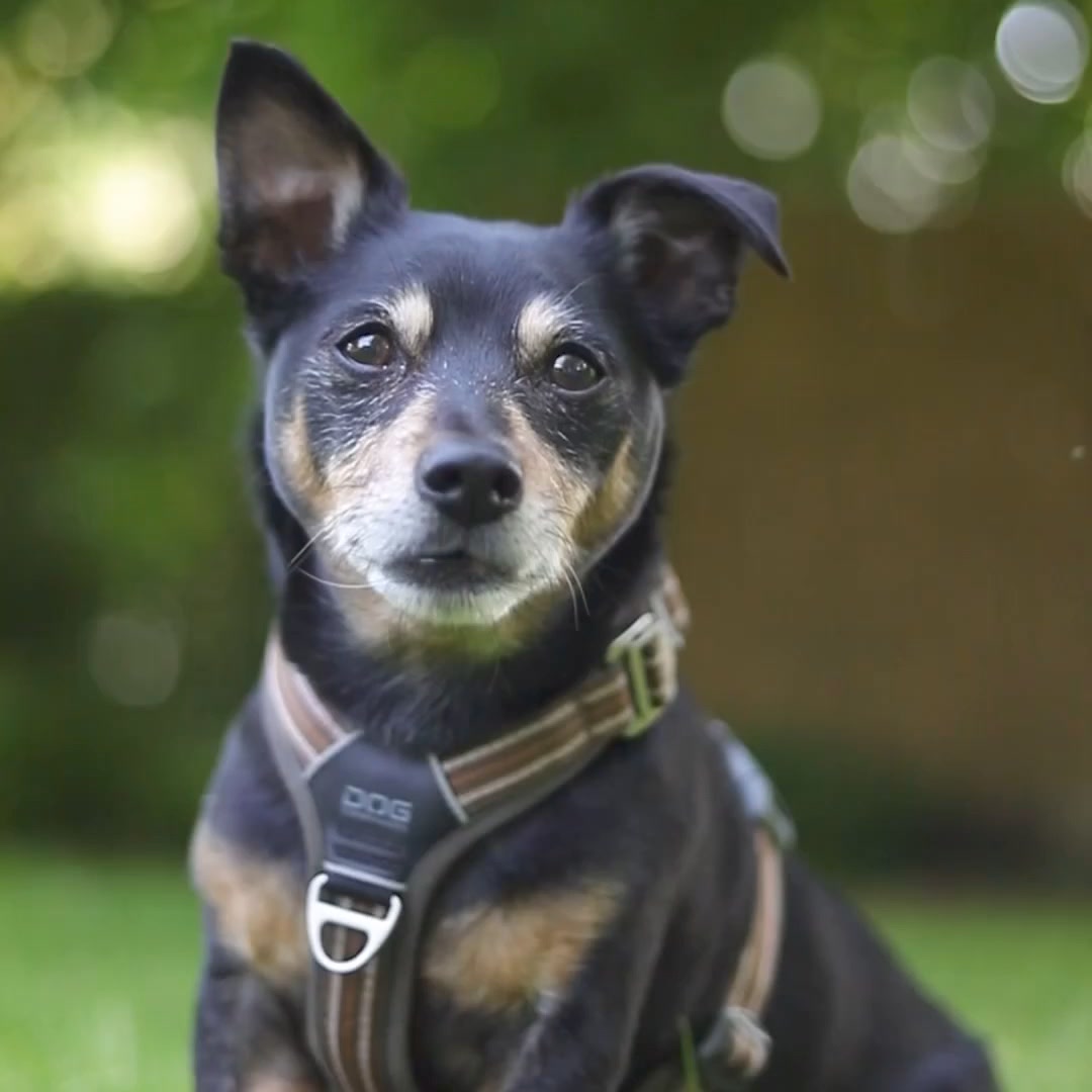 DOG Copenhagen Facebook ad: Comfort Walk Air sele