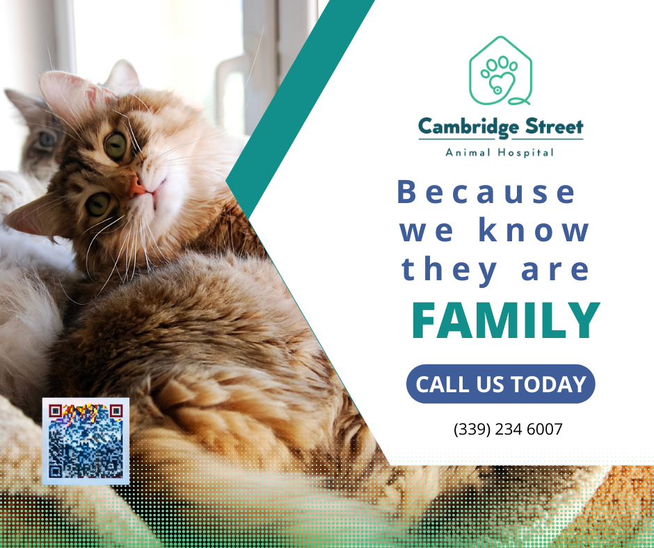 Cambridge Street Animal Hospital Facebook ad: Welcome to Cambridge Street Animal Hospital!