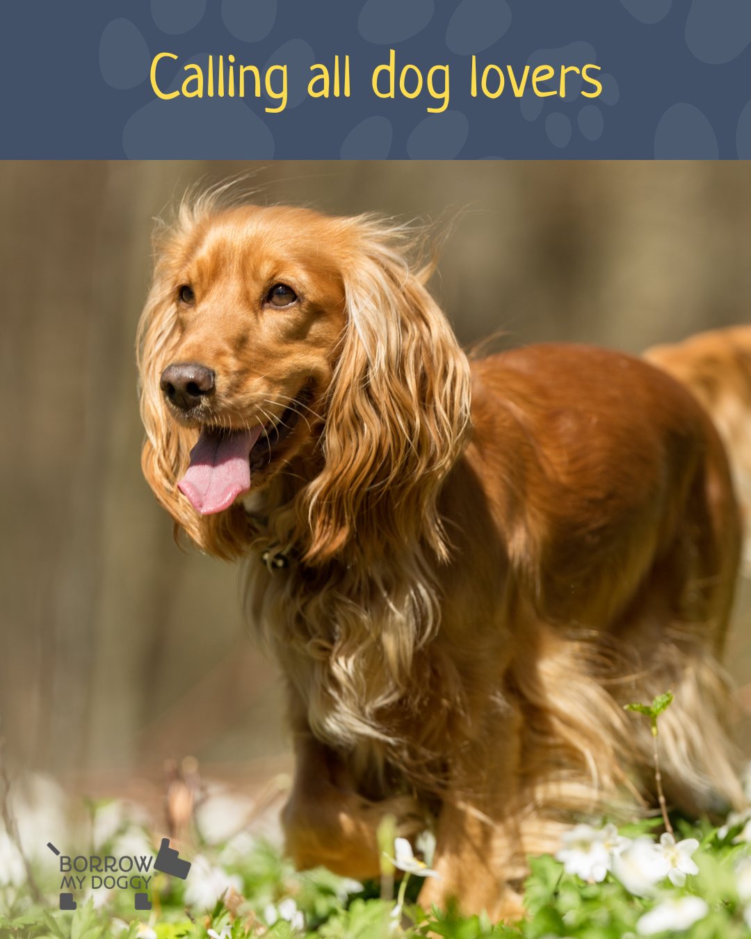BorrowMyDoggy Facebook ad: Get your pooch fix