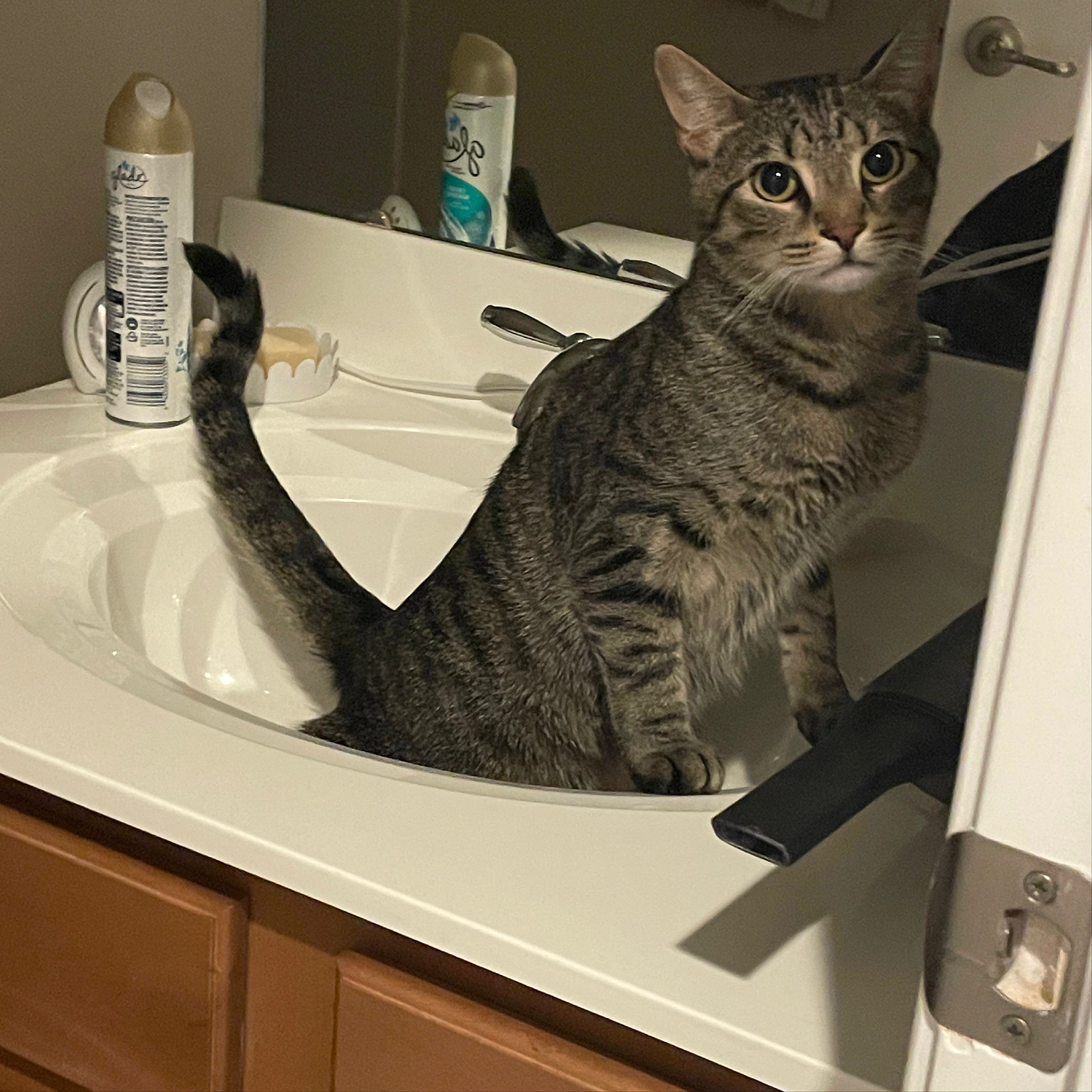 Cat Tips Daily Facebook ad