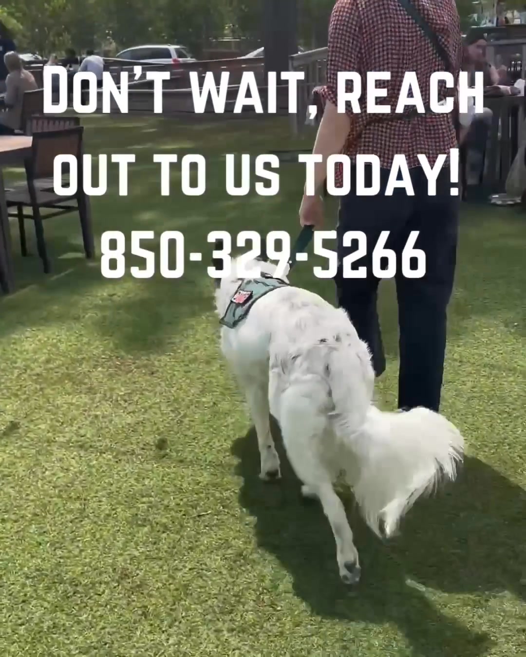 Morgan's Dog Training Facebook ad: Train Your Pup in 2025!