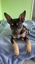 RESCUE RIDGE Facebook ad: Sweet Maxwell Is Ready for His Forever Home