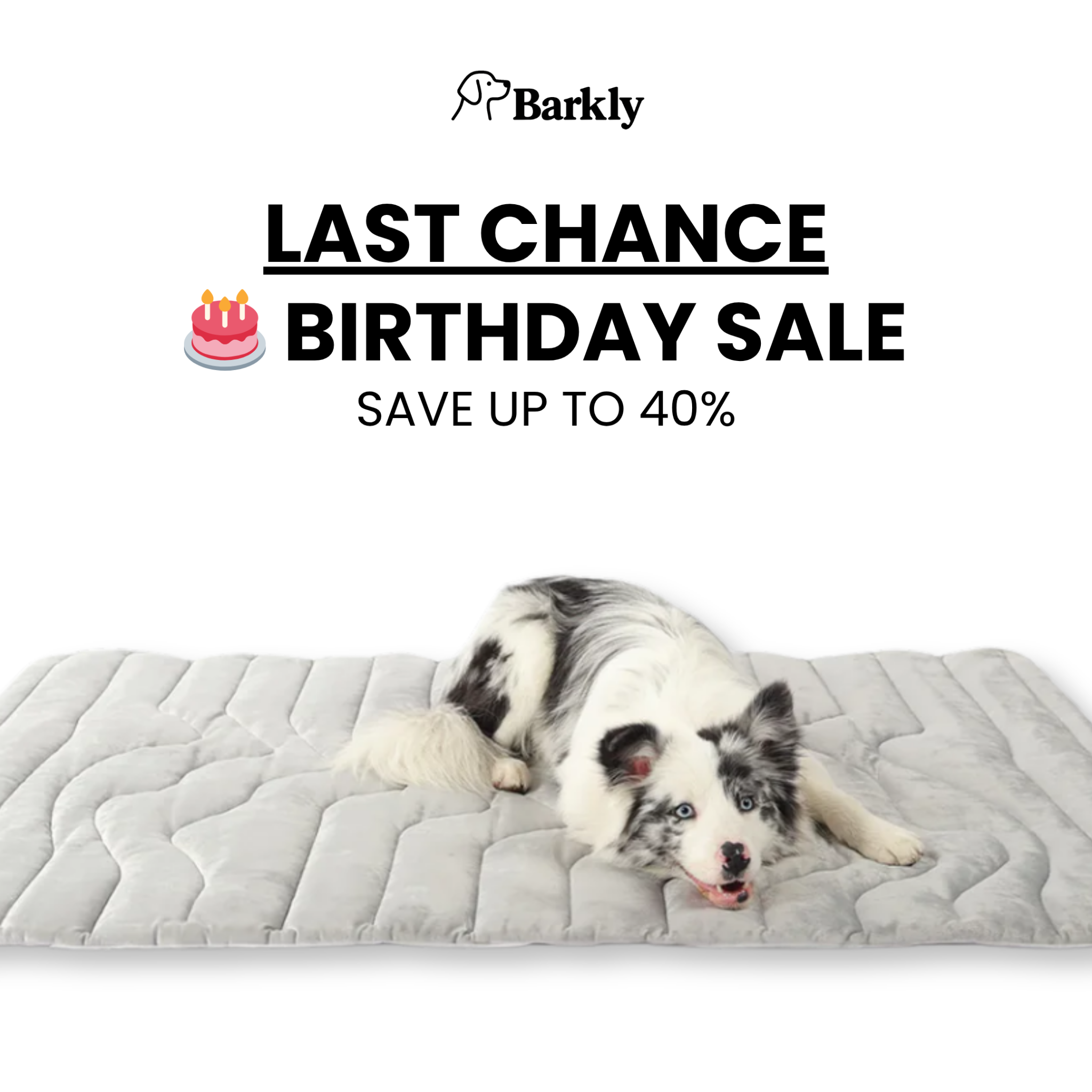 Barkly Facebook ad