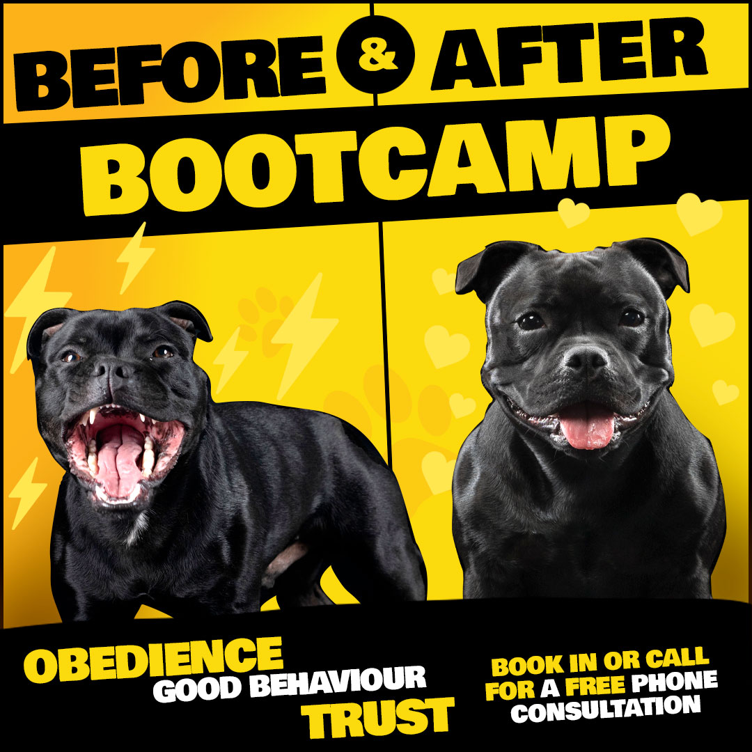Allbreeds K9 Bootcamp & Pet Retreat Facebook ad: Book Your Spot Today