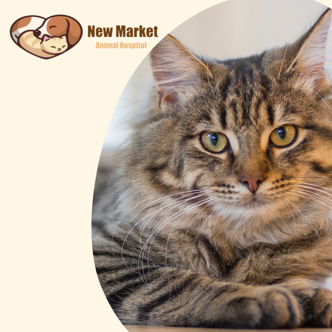 New Market Animal Hospital Facebook ad