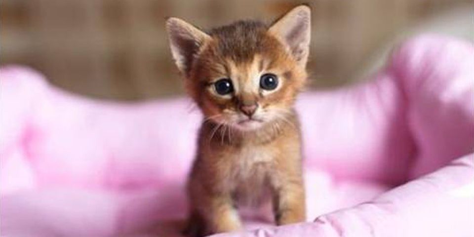 Animal Matters Facebook ad