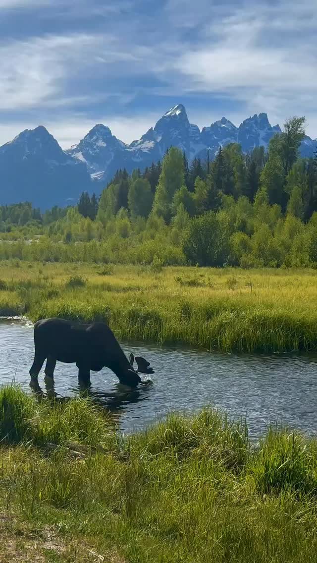 Jackson Hole Wildlife Safaris Facebook ad: Summer & Fall Safaris in Grand Teton & Yellowstone