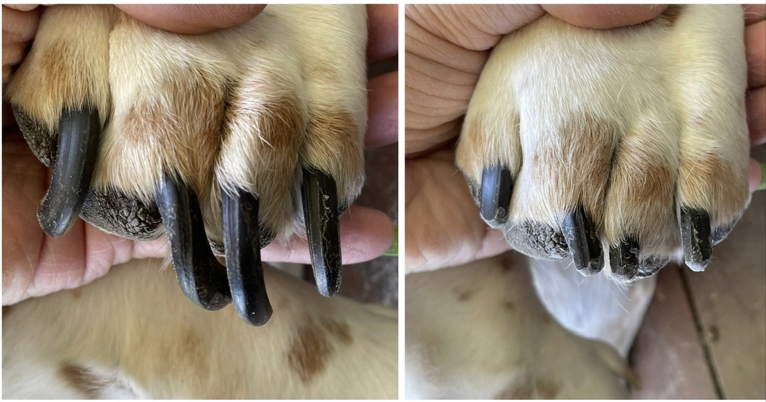 Pampered Paws Mobile Peticures LLC Facebook ad