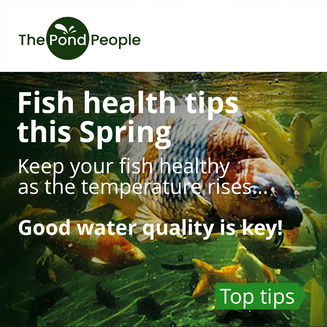 The Pond People Facebook ad: Spring is when pond fish are most at…