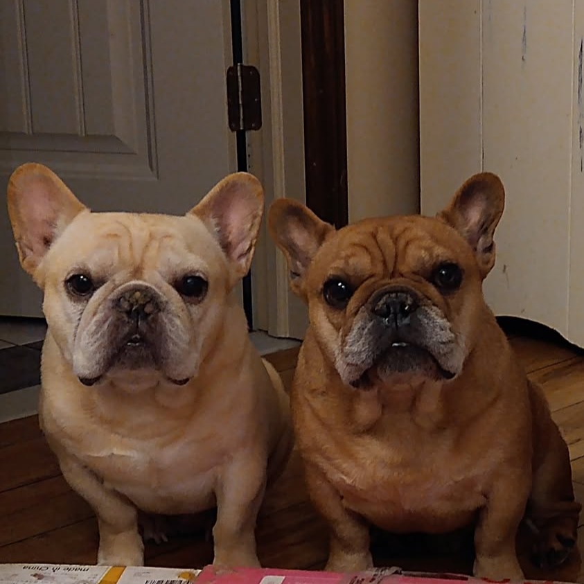 NHV Natural Pet Products Facebook ad: Double the love, double the strength!