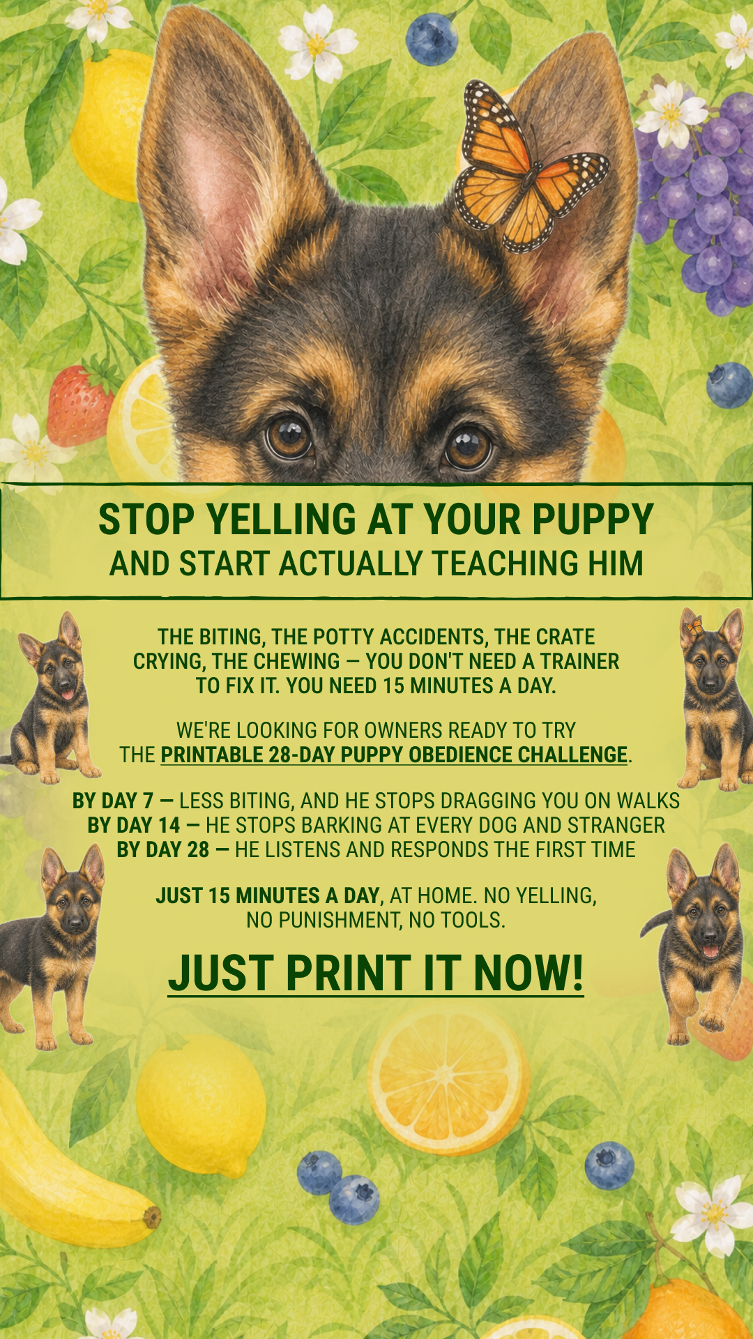 Bodhi and Koda Facebook ad