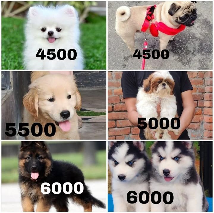 Pet shop all india delivery available Facebook ad