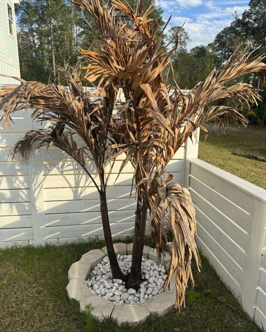 Florida Gardener Facebook ad: What Frost Really Does To Palm Trees In Florida (And How…