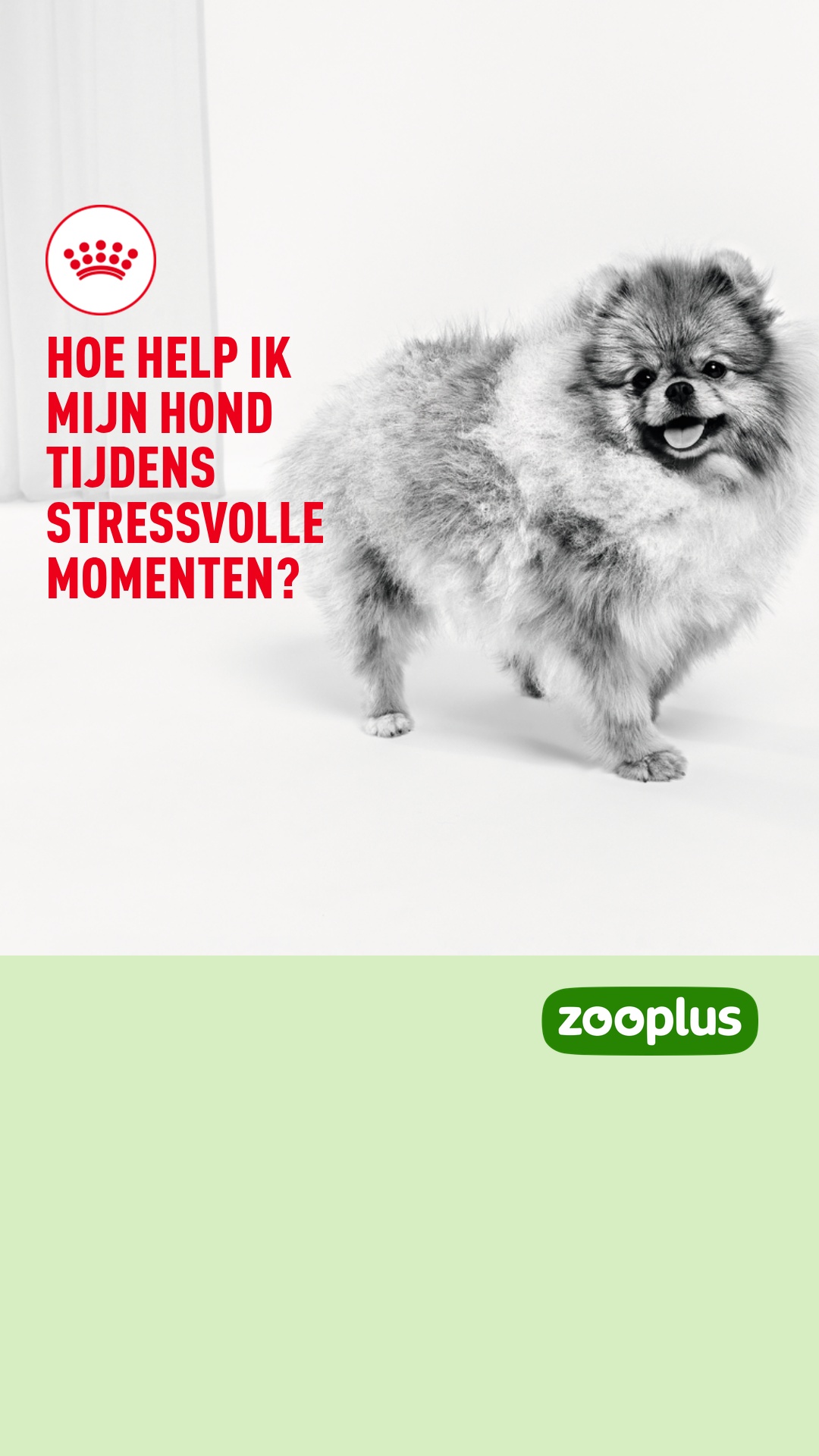 zooplus Facebook ad