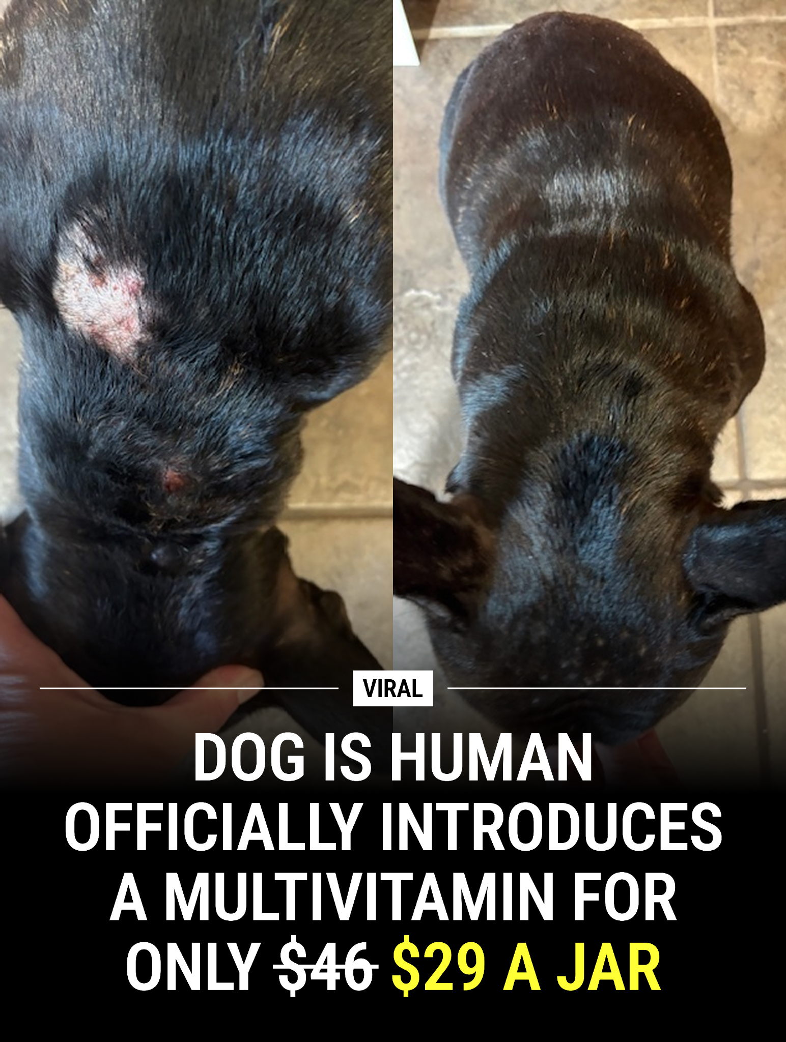 Dog is Human Facebook ad