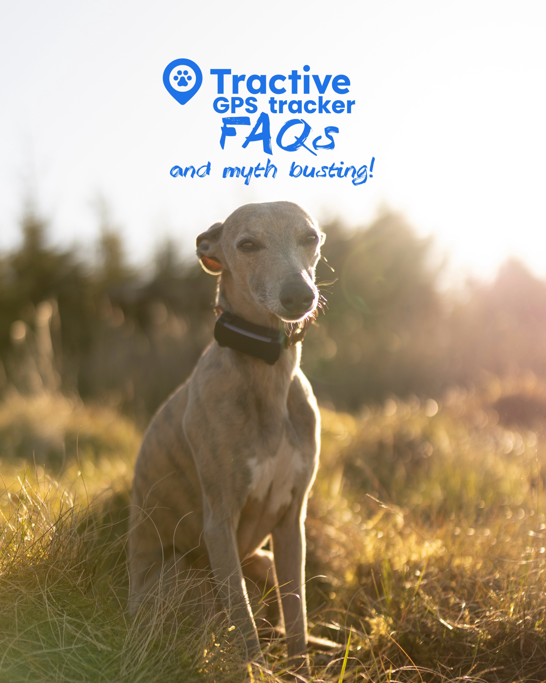 Ernie and Olive the Whippets Facebook ad: ad | Frequently Asked Questions about @tractive GPS…