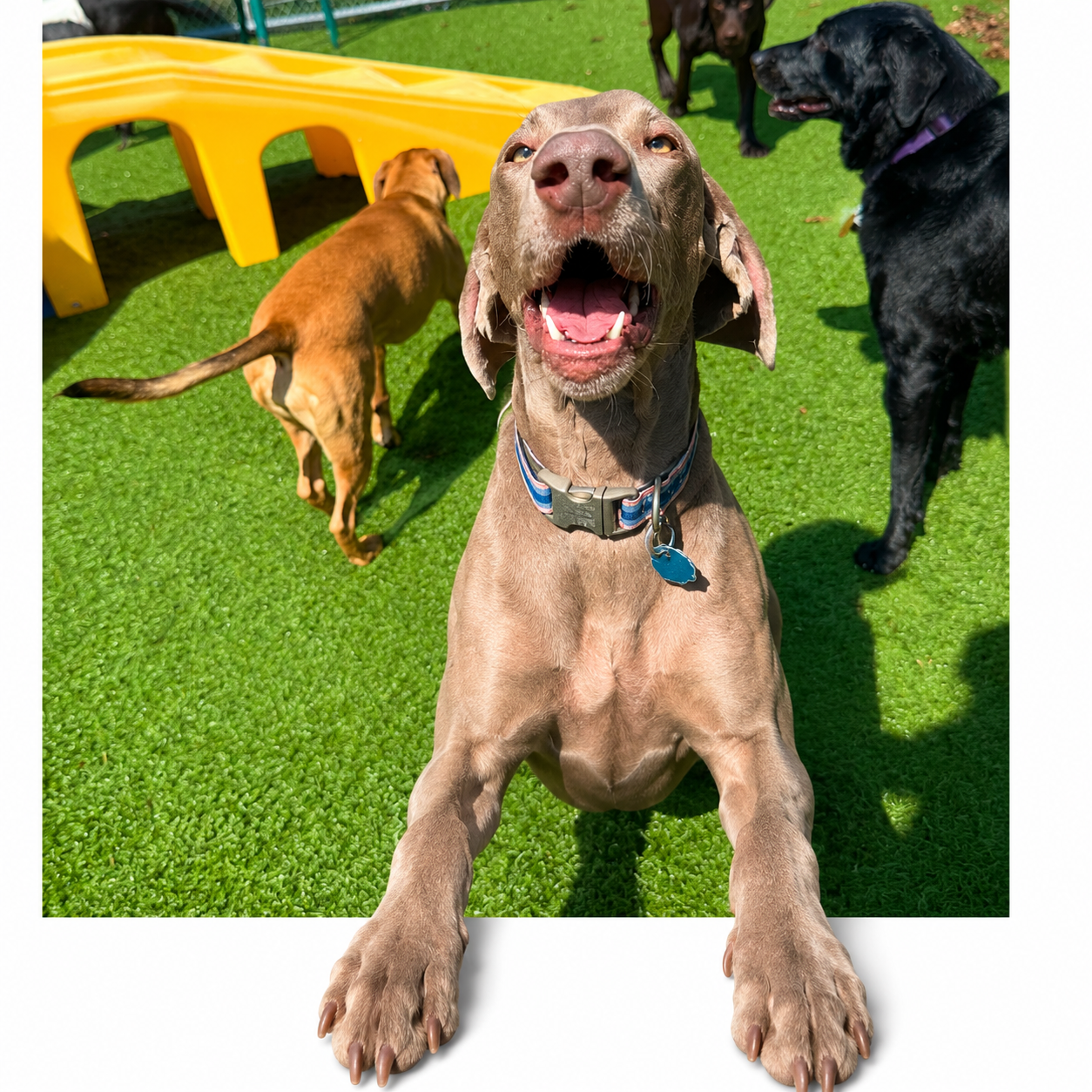 Rover Ranch & Spa Facebook ad from Jun 15, 2026