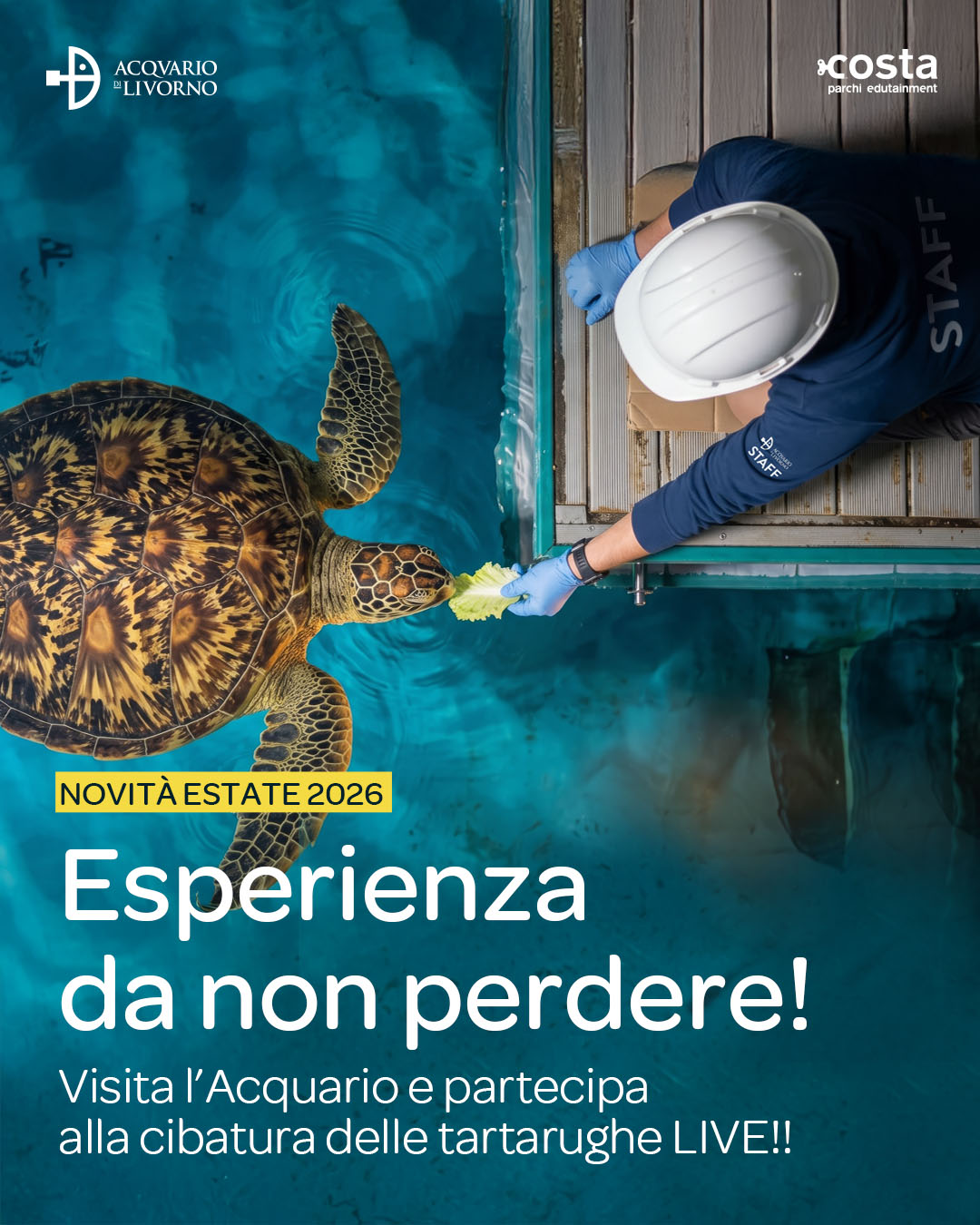 Acquario di Livorno Facebook ad: A tu per tu con le tartarughe verdi