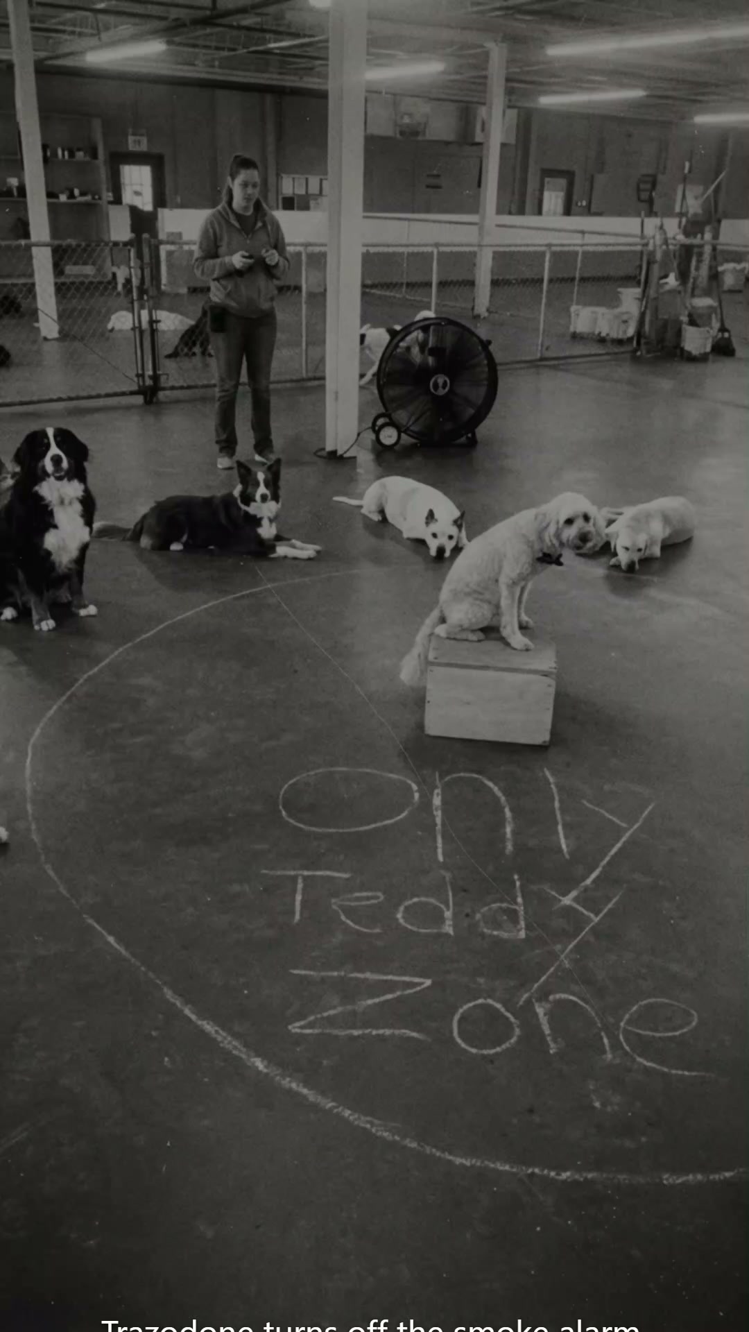 Lakeview Animal Hospital Facebook ad: Trazodone turns off the smoke alarm. Prozac stretches the…