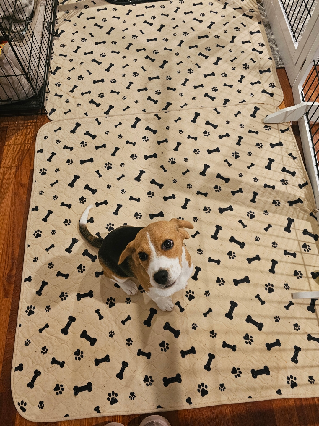 Potty Buddy Facebook ad
