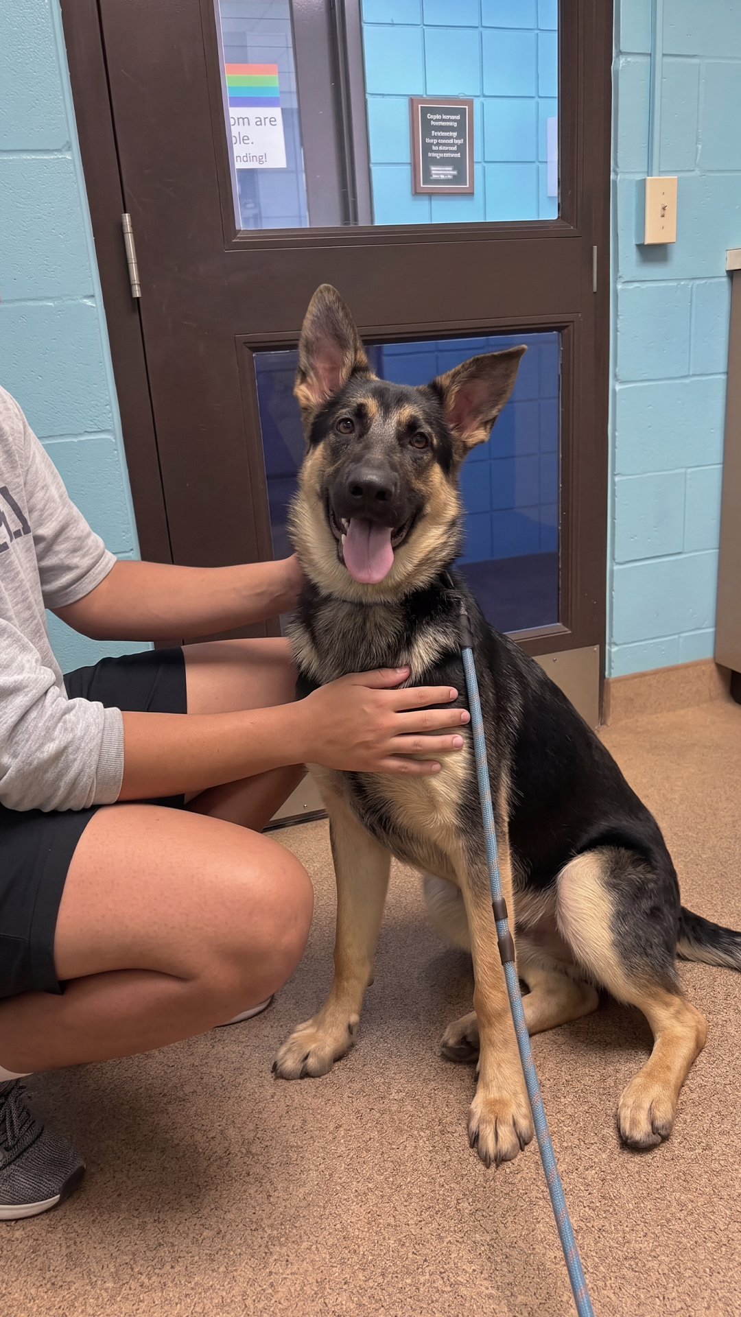 Dog Arthritis Support Community Facebook ad: The GSD Puppy Growth Stage: What To Know