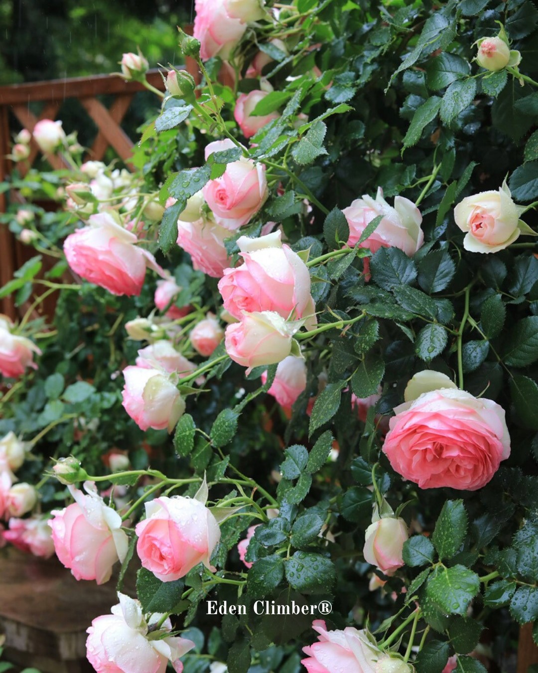 Heirloom Roses Facebook ad
