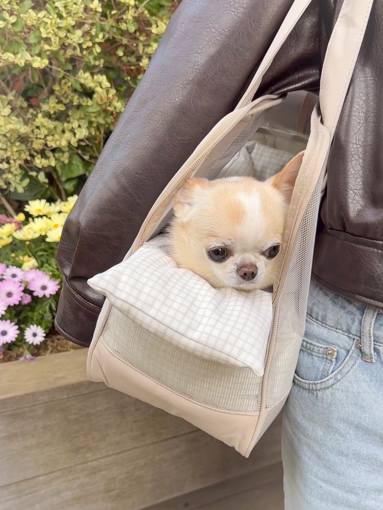 まいどっぐ Facebook ad
