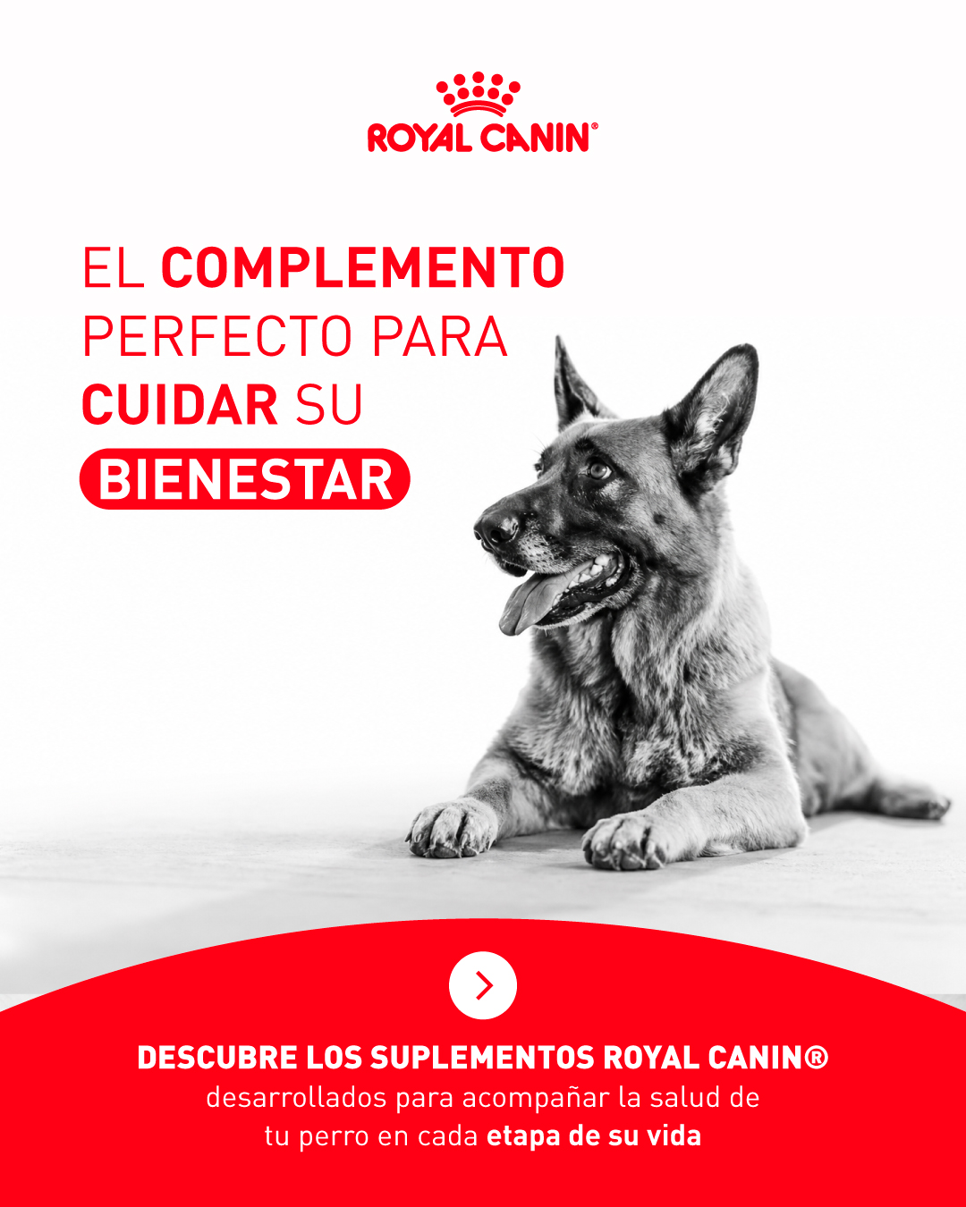 Royal Canin Facebook ad: ¡El complemento perfecto para cuidar su bienestar!
