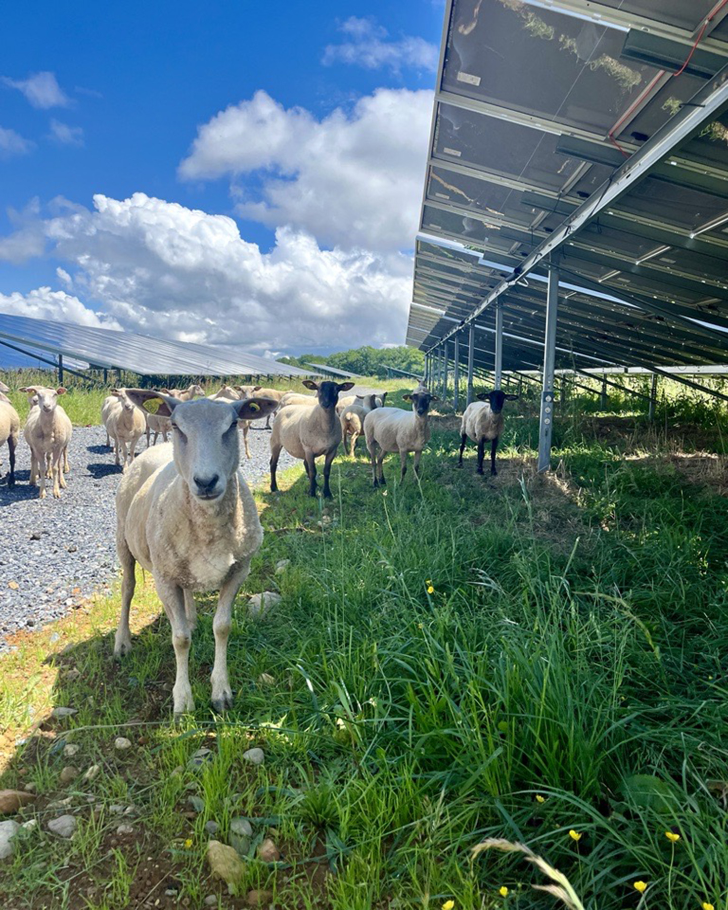 Urbasolar Facebook ad: Agrivoltaïsme: des perspectives rayonnantes pour les…
