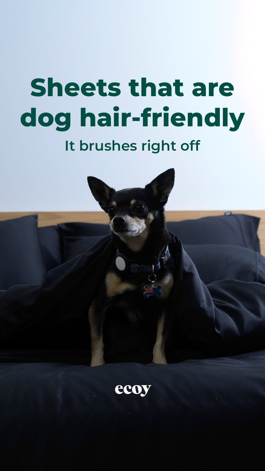 Ecoy Facebook ad