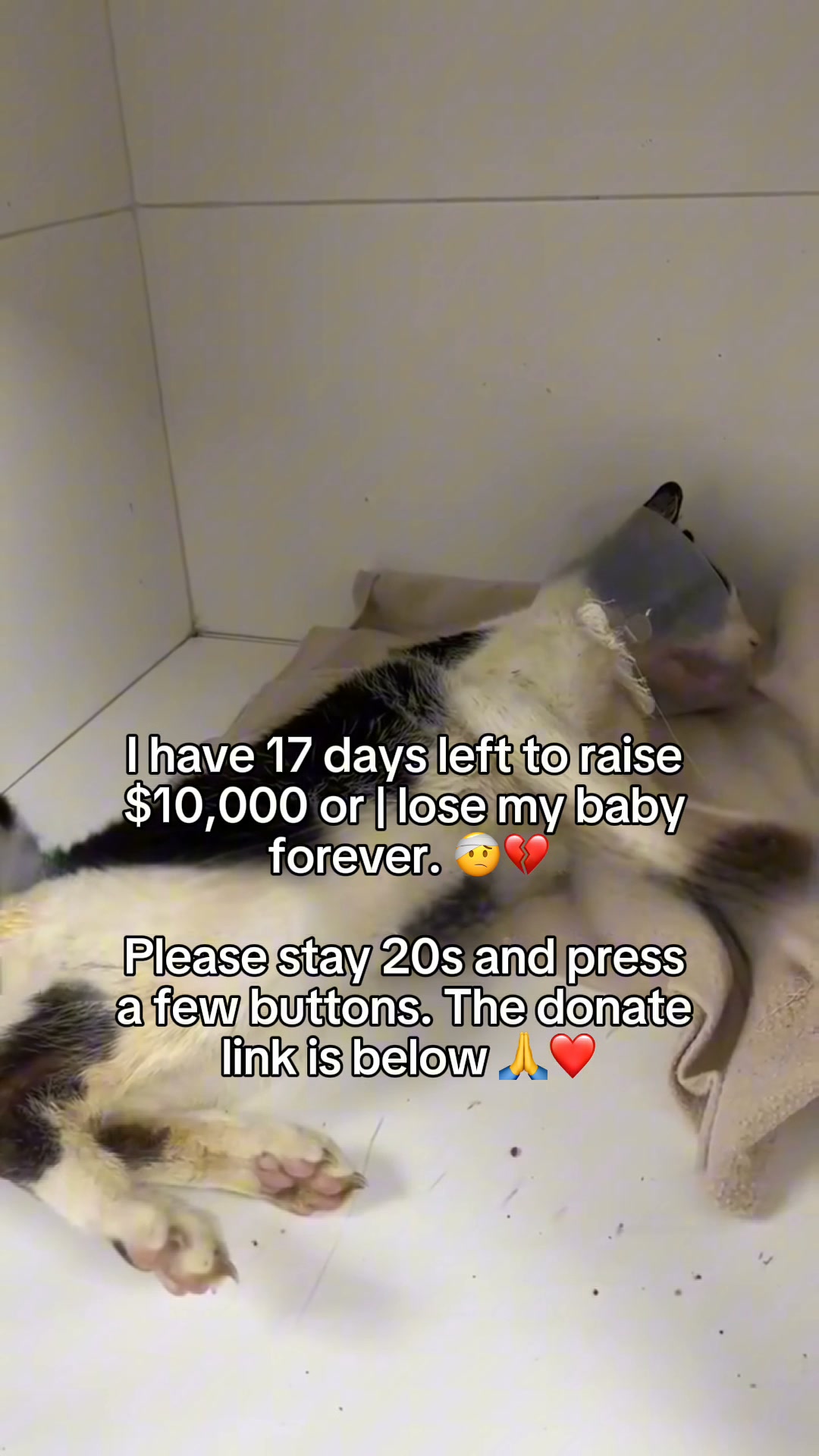 Anna Nevarez Facebook ad: Help Domino Heal