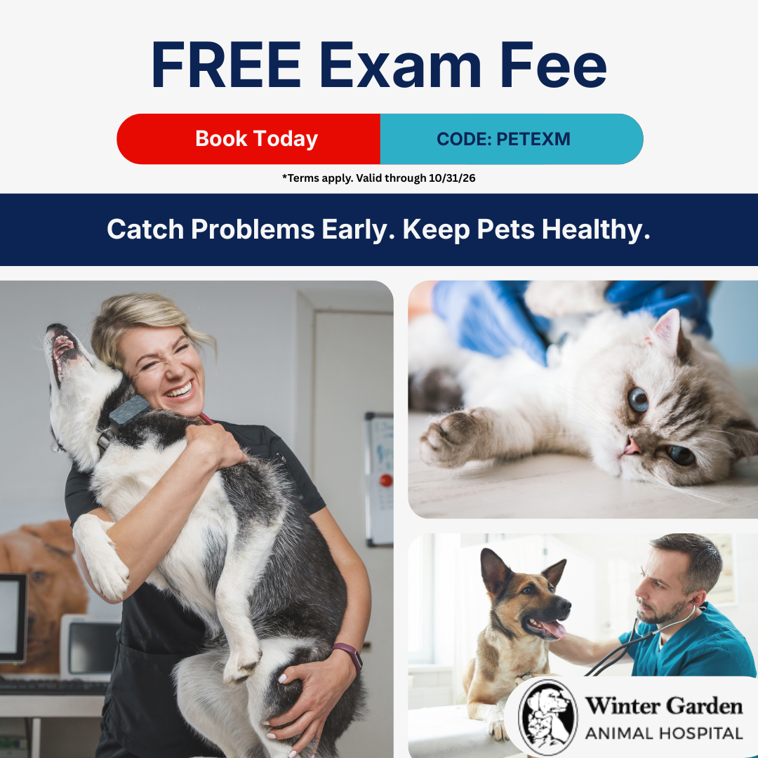 Winter Garden Animal Hospital Facebook ad: It's Been A While. Let's Check In.