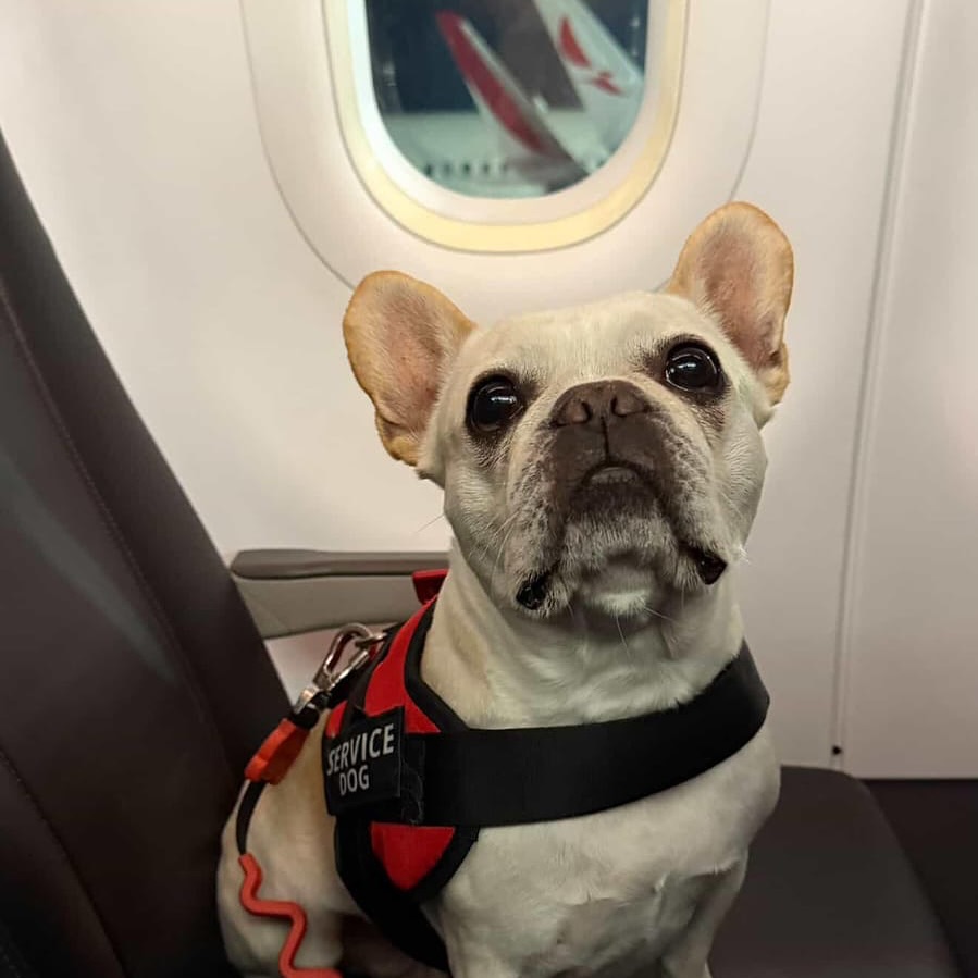 cabinacanina Facebook ad: Vuela tranquilo y seguro con tu perrito o…