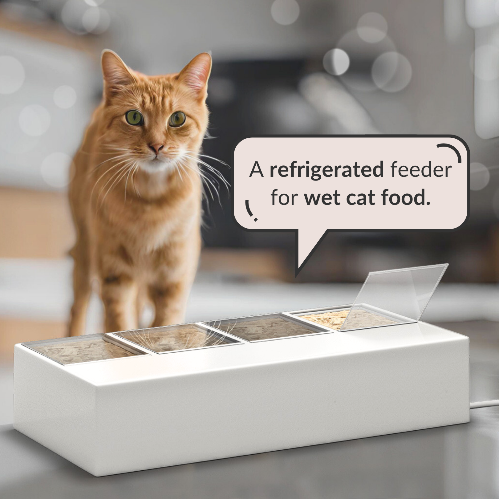 The Refined Feline Facebook ad