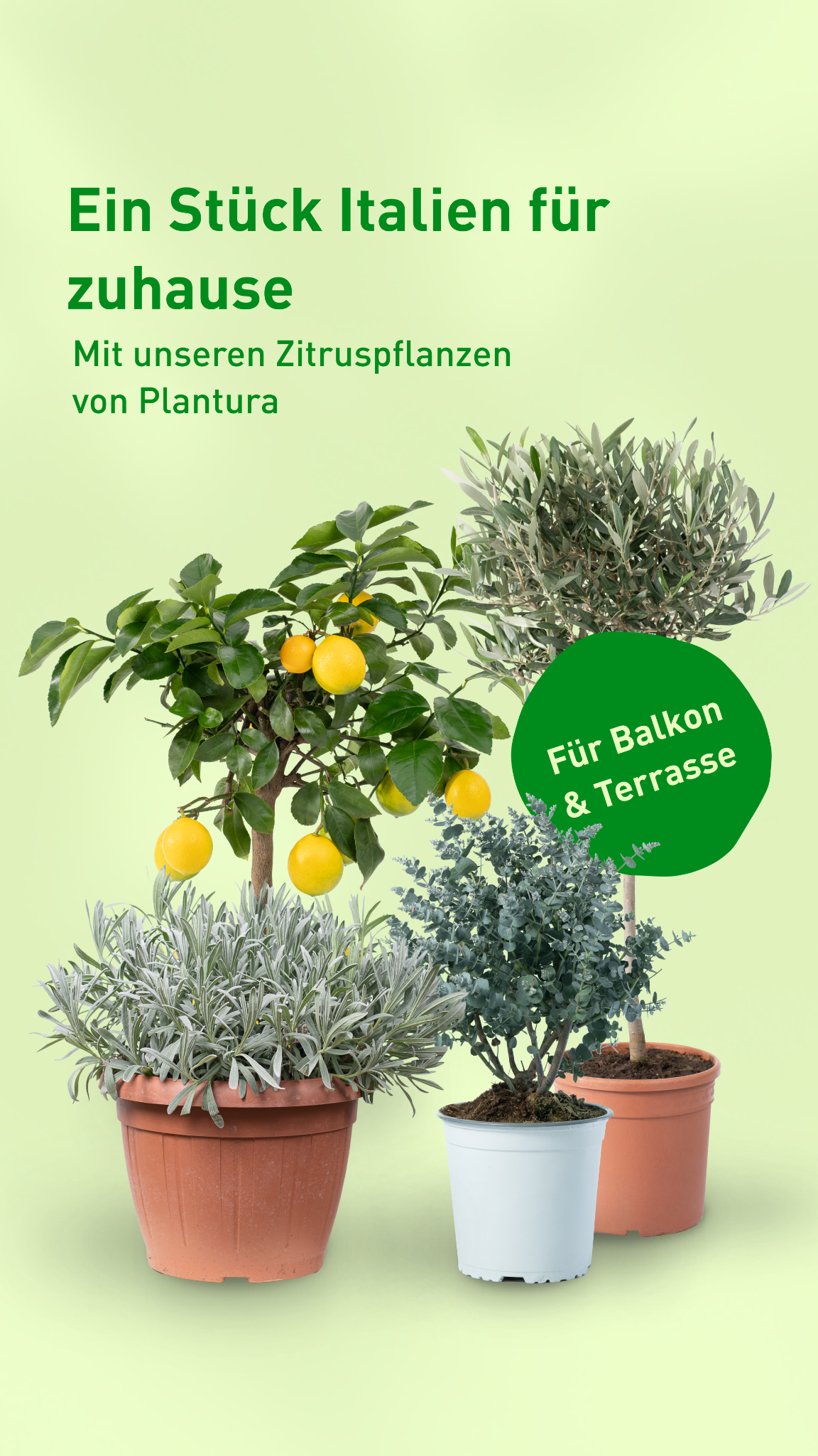 Plantura Facebook ad