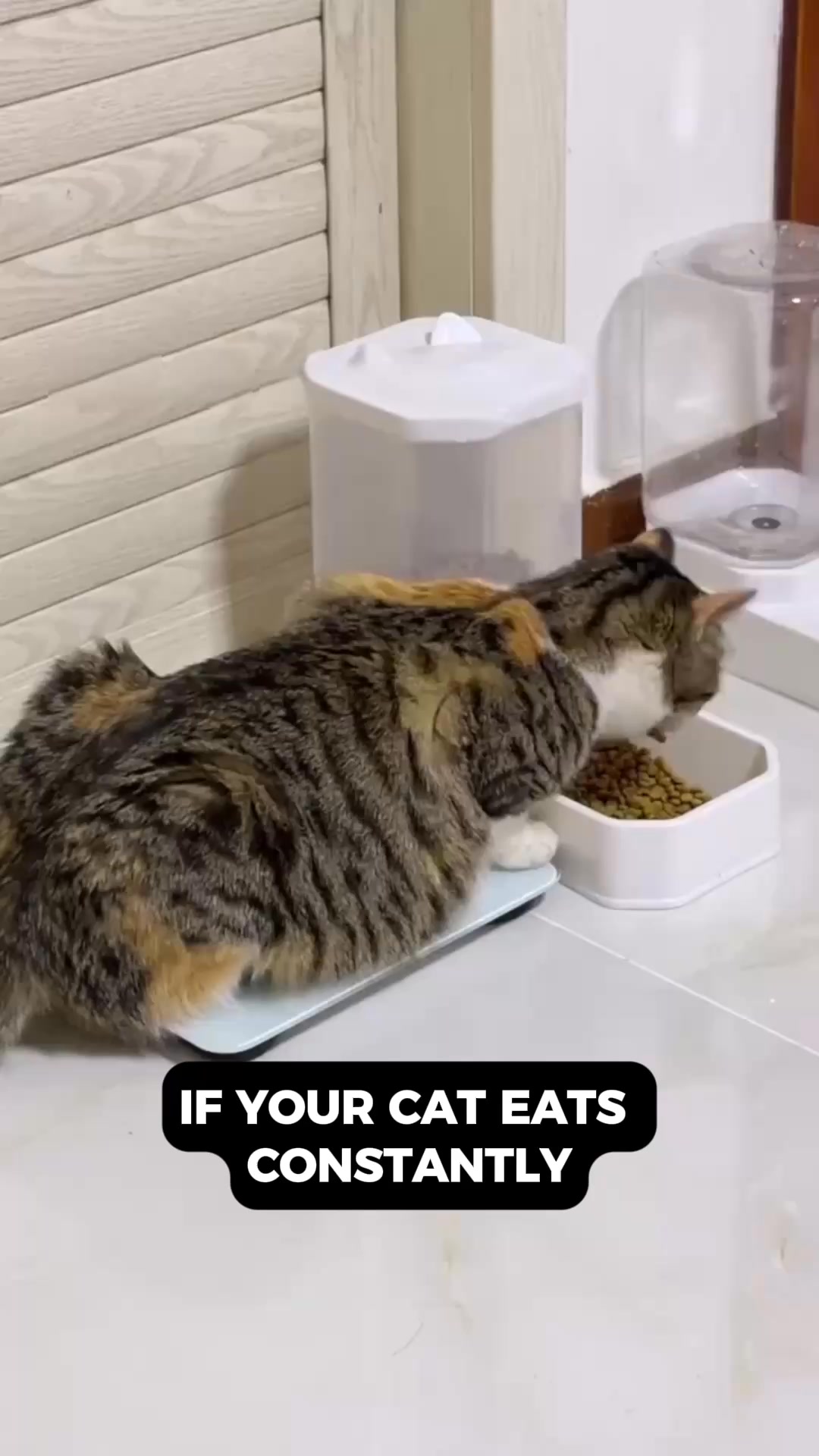 The Cattery Network Facebook ad: I Almost Put Down My Cat. A 2AM Discovery Saved Her.
