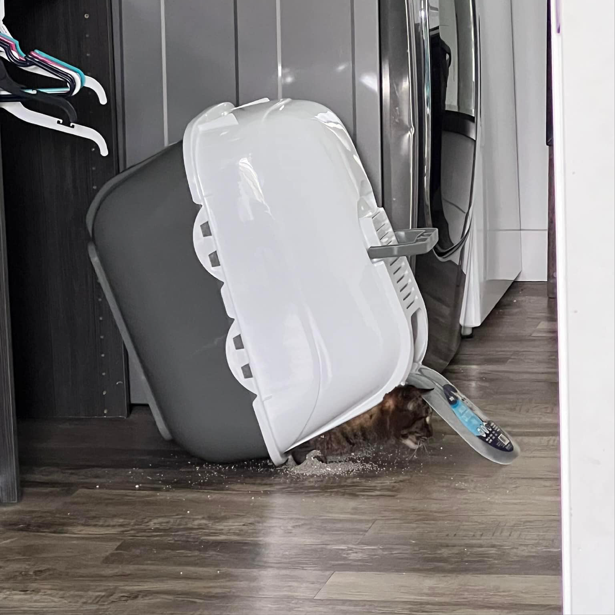 Cat Tips Daily Facebook ad