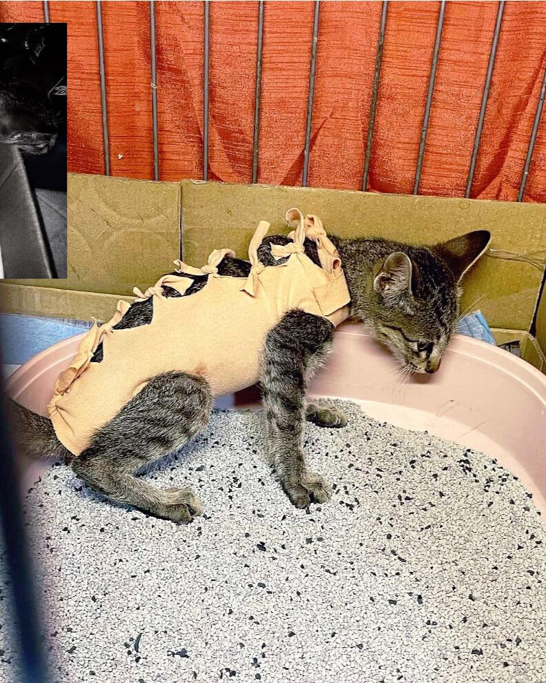 Meowtech Facebook ad