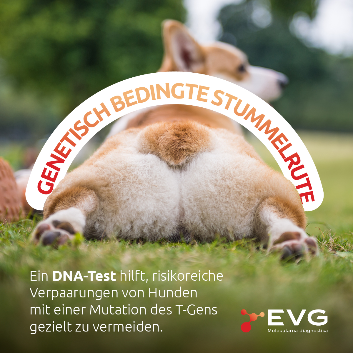 EVG - Molecular Diagnostics Facebook ad from Feb 3, 2026