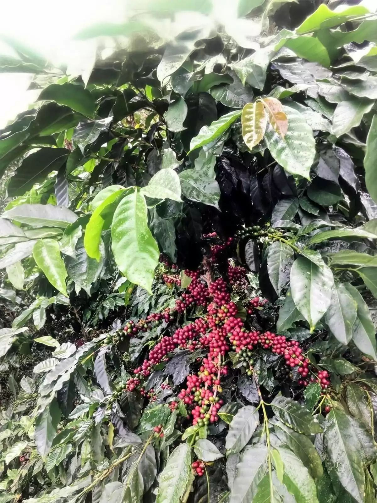 coffegranosdelsinaí Facebook ad