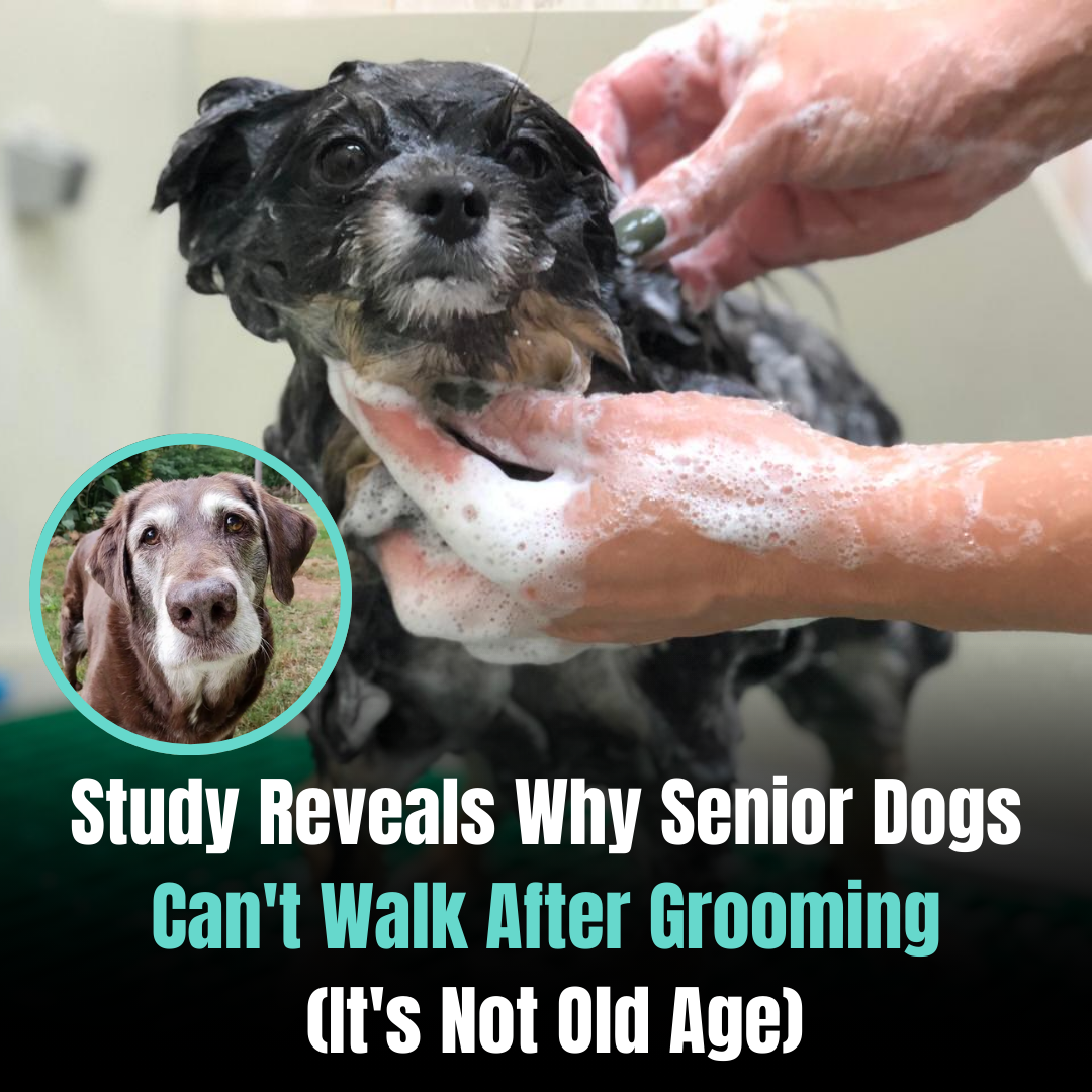 Pawradisego Mobile Grooming Facebook ad from Jan 30, 2026