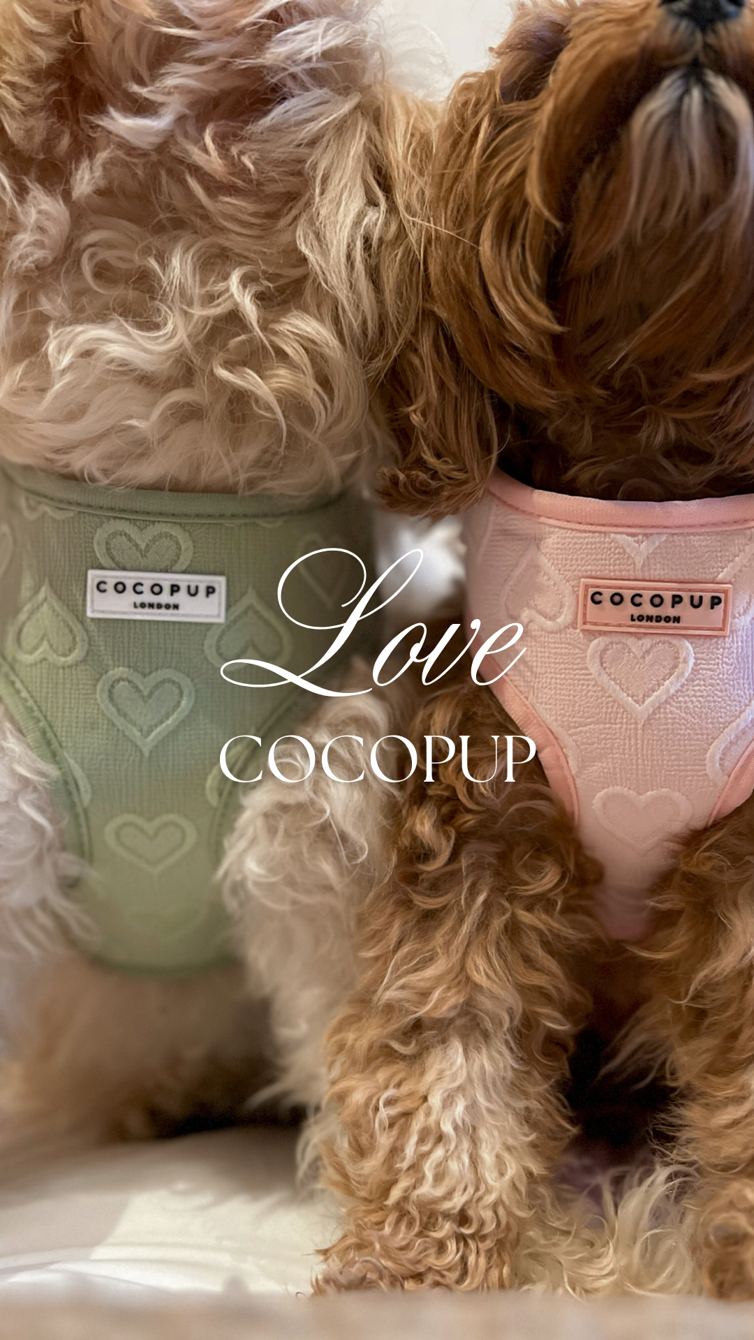 Cocopupuk Facebook ad