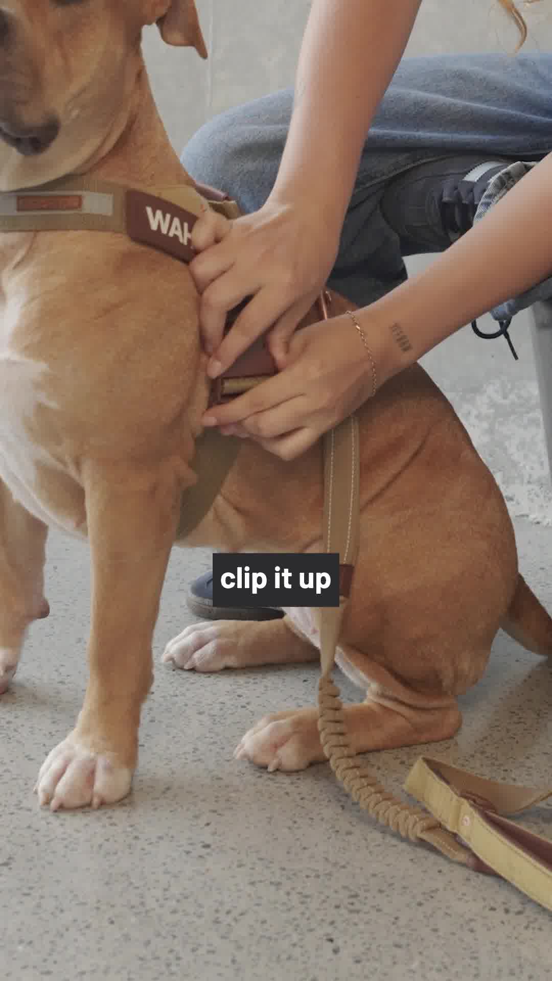 EzyDog Facebook ad: EzyDog Express Harness