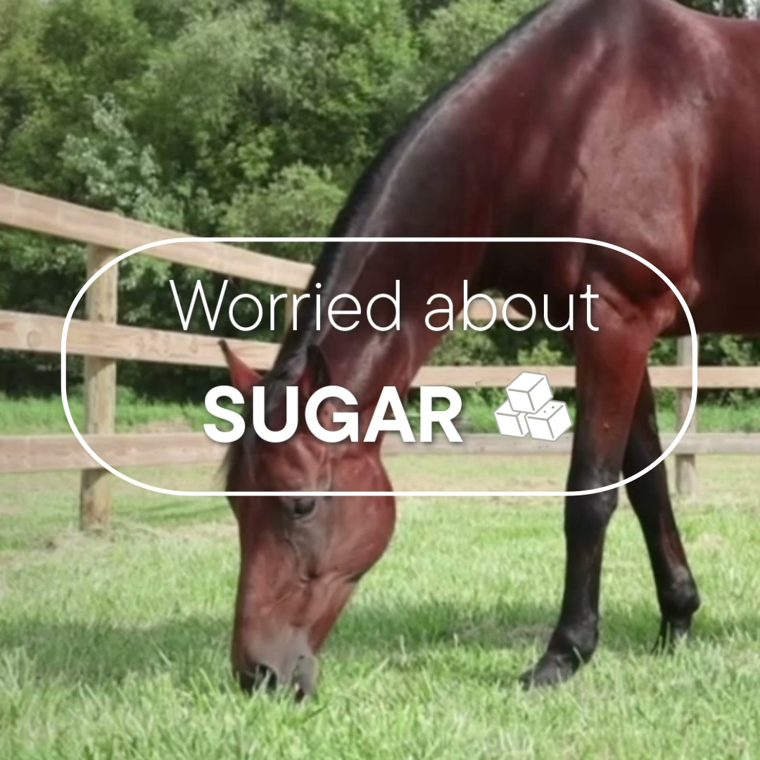 Tribute Equine Nutrition Facebook ad: NEW Equi-Librium by Tribute